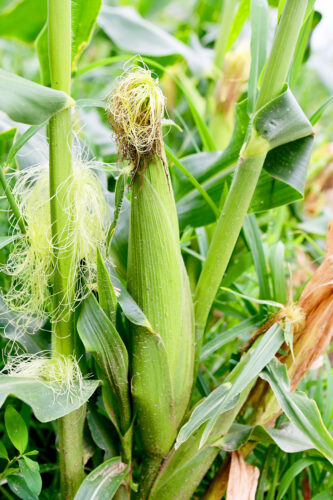Sweet success? Spring temperature ‘roller coaster’ may delay corn crops